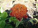 Scadoxus puniceus
